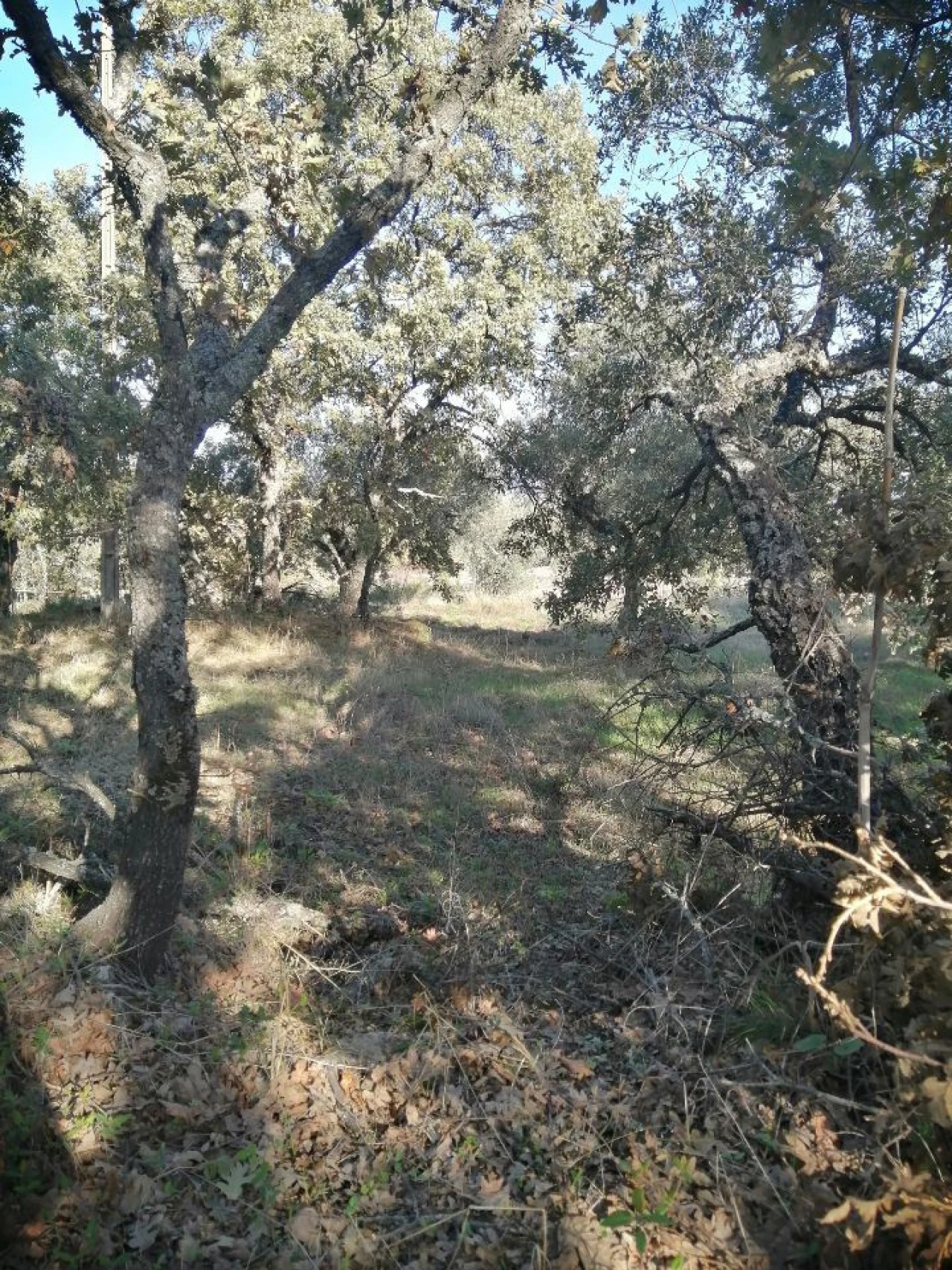 Quinta T0 para Venda em Santo Antonio das Areias Foto 4