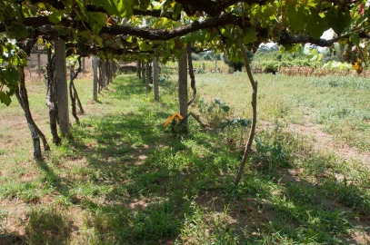 Terreno para Venda em Subportela, Deocriste e Portela Susã