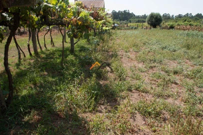 Terreno para Venda em Subportela, Deocriste e Portela Susã