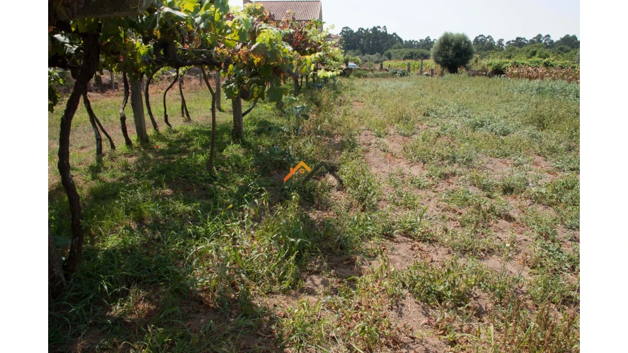 Terreno para Venda em Subportela, Deocriste e Portela Susã Foto 4