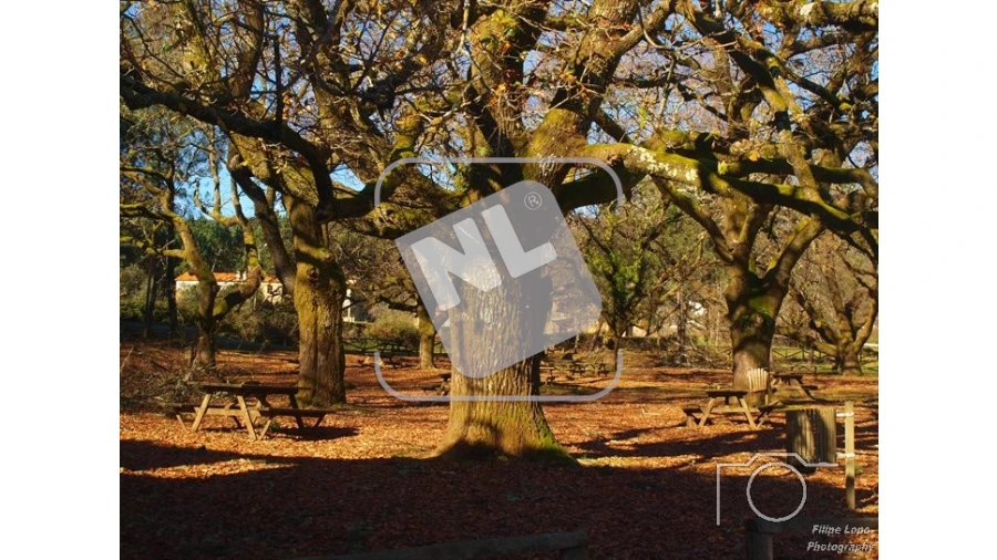 Terreno para Venda em Castanheira de Pêra e Coentral Foto 30