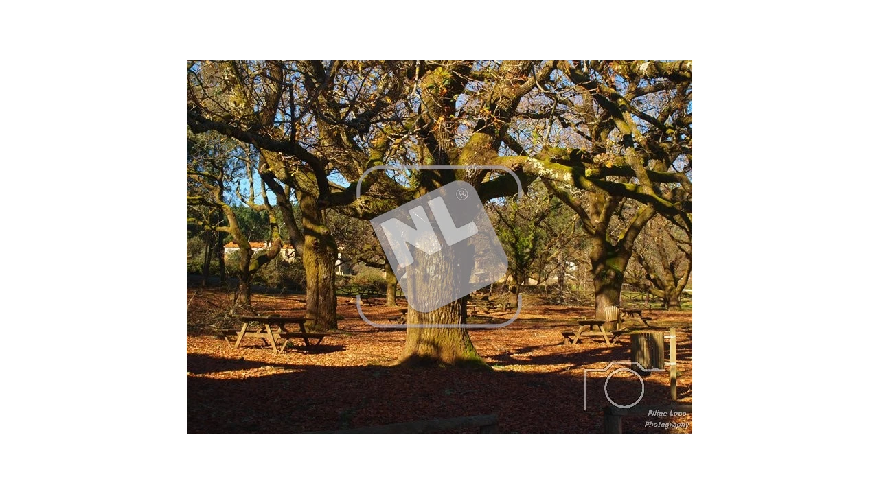 Terreno para Venda em Castanheira de Pêra e Coentral Foto 30