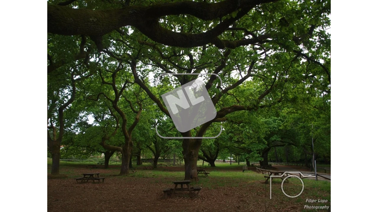 Terreno para Venda em Castanheira de Pêra e Coentral Foto 29