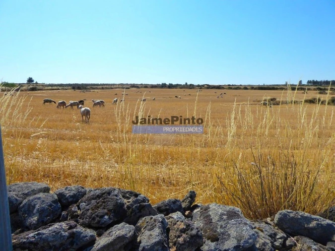 Terreno Agricola ou Rústico para Venda em Figueira de Castelo Rodrigo Foto 1