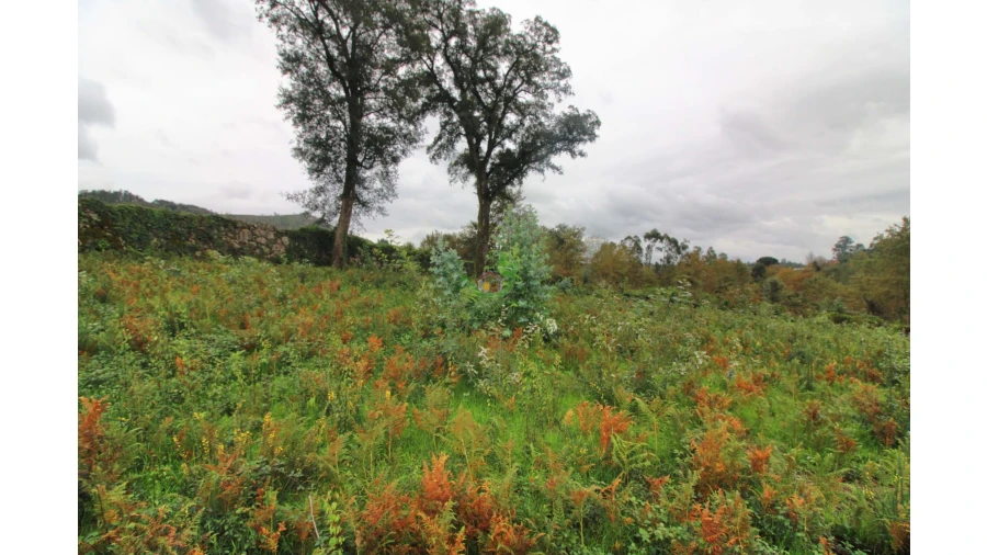 Terreno para Venda em Pico Foto 2