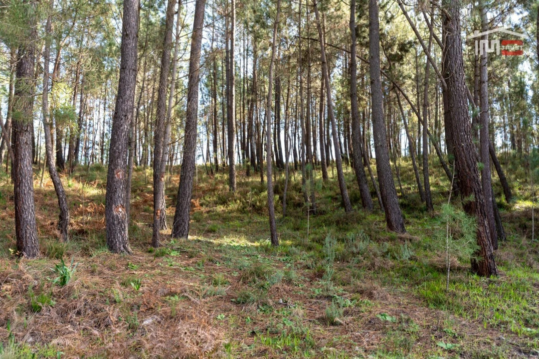 Terreno Agricola ou Rústico para Venda em Seiça Foto 12