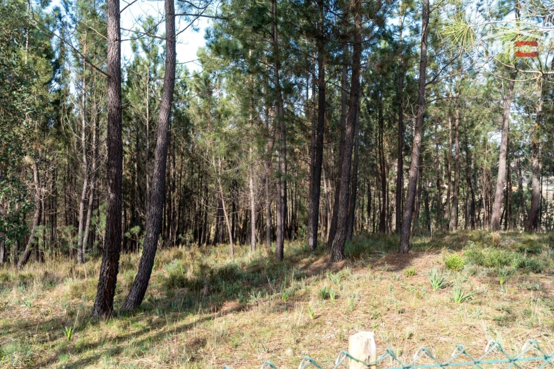Terreno Agricola ou Rústico para Venda em Seiça Foto 13
