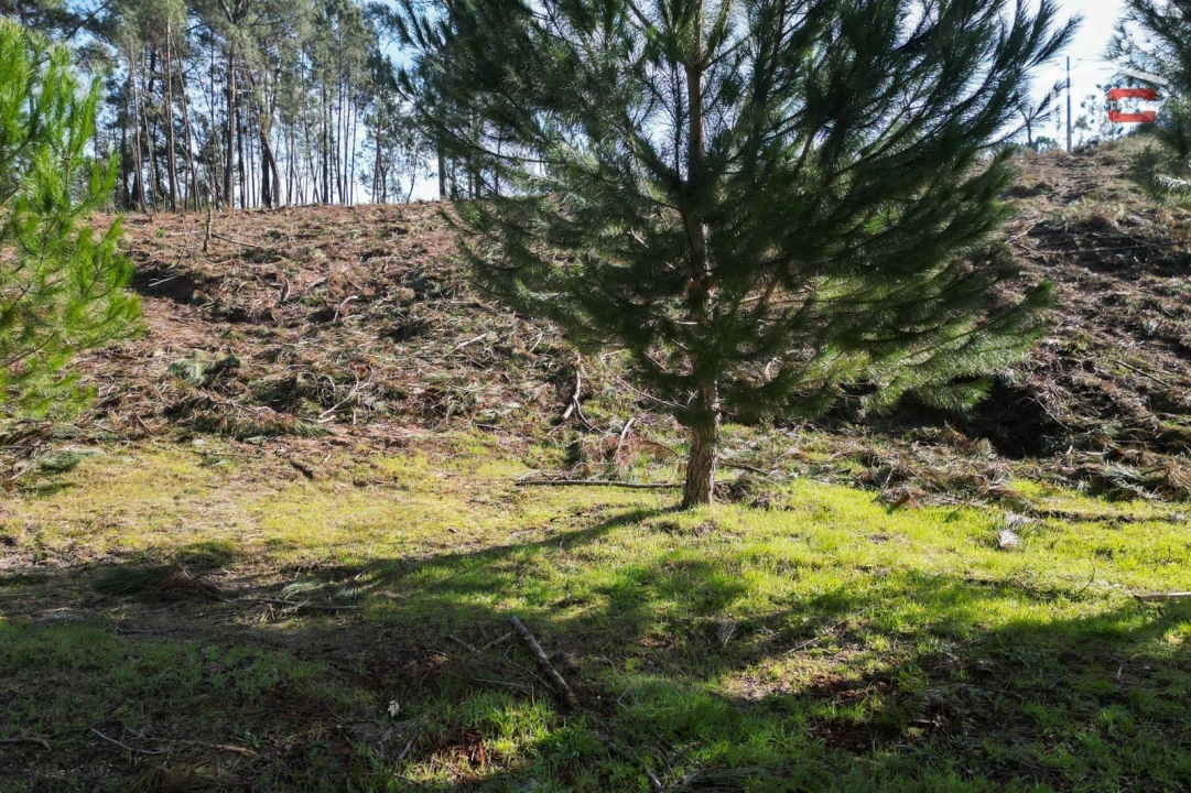 Terreno Agricola ou Rústico para Venda em Seiça Foto 18