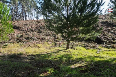 Terreno Agricola ou Rústico para Venda em Seiça