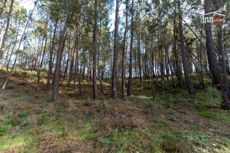 Terreno Agricola ou Rústico para Venda em Seiça Foto 22