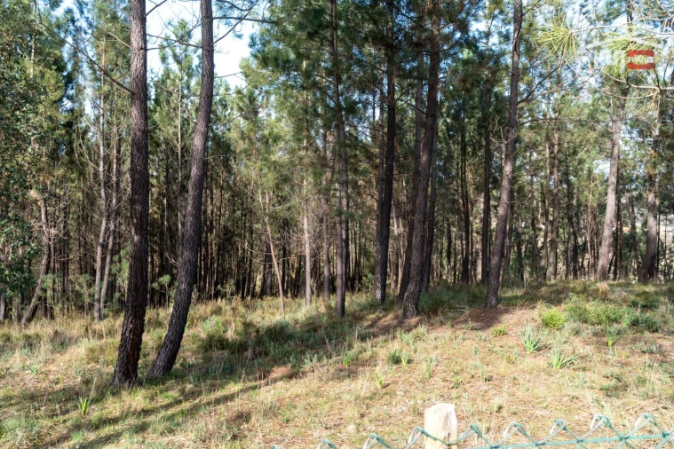 Terreno Agricola ou Rústico para Venda em Seiça Foto 13