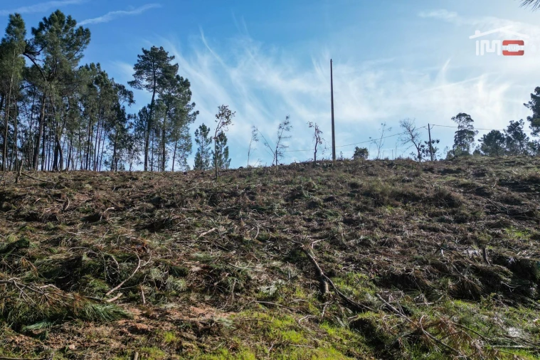 Terreno Agricola ou Rústico para Venda em Seiça Foto 11