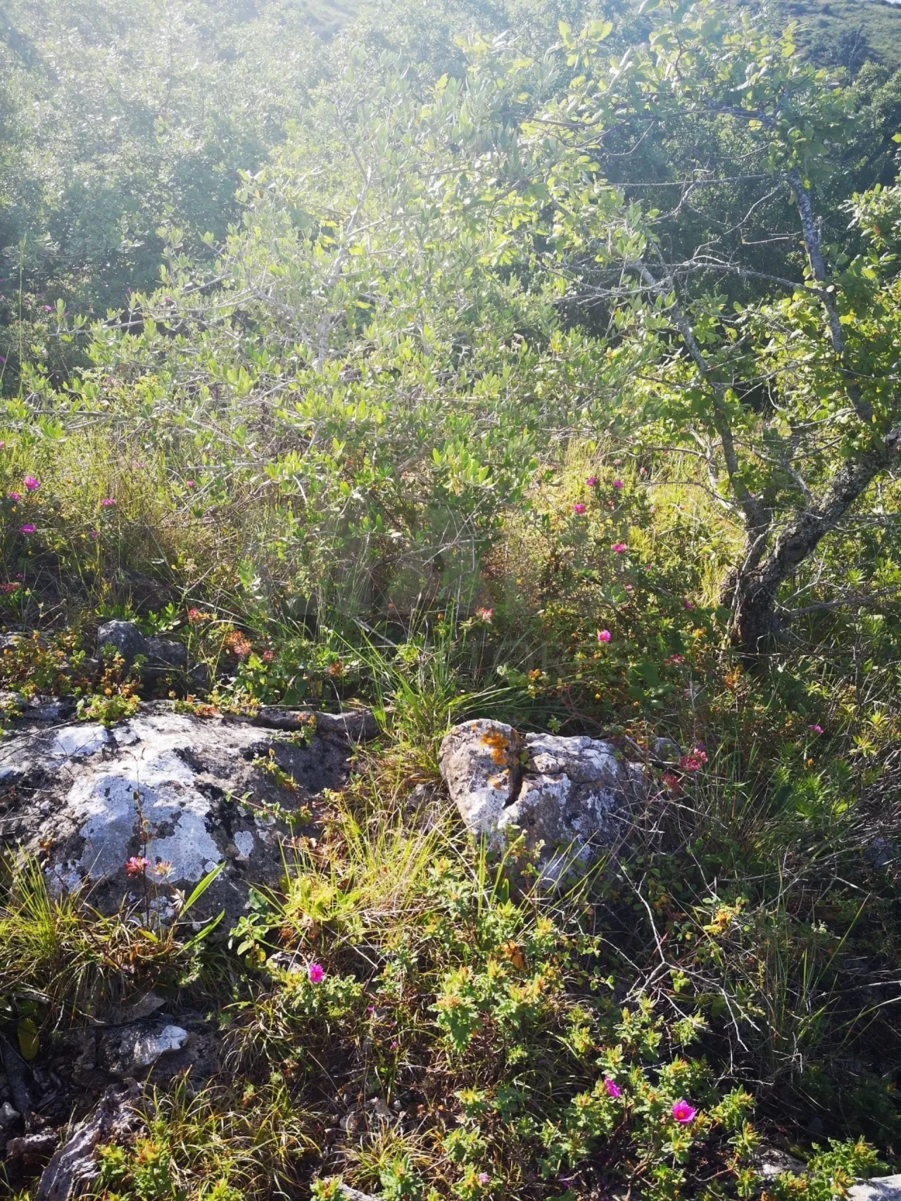 Terreno para Venda em Lousa Foto 6