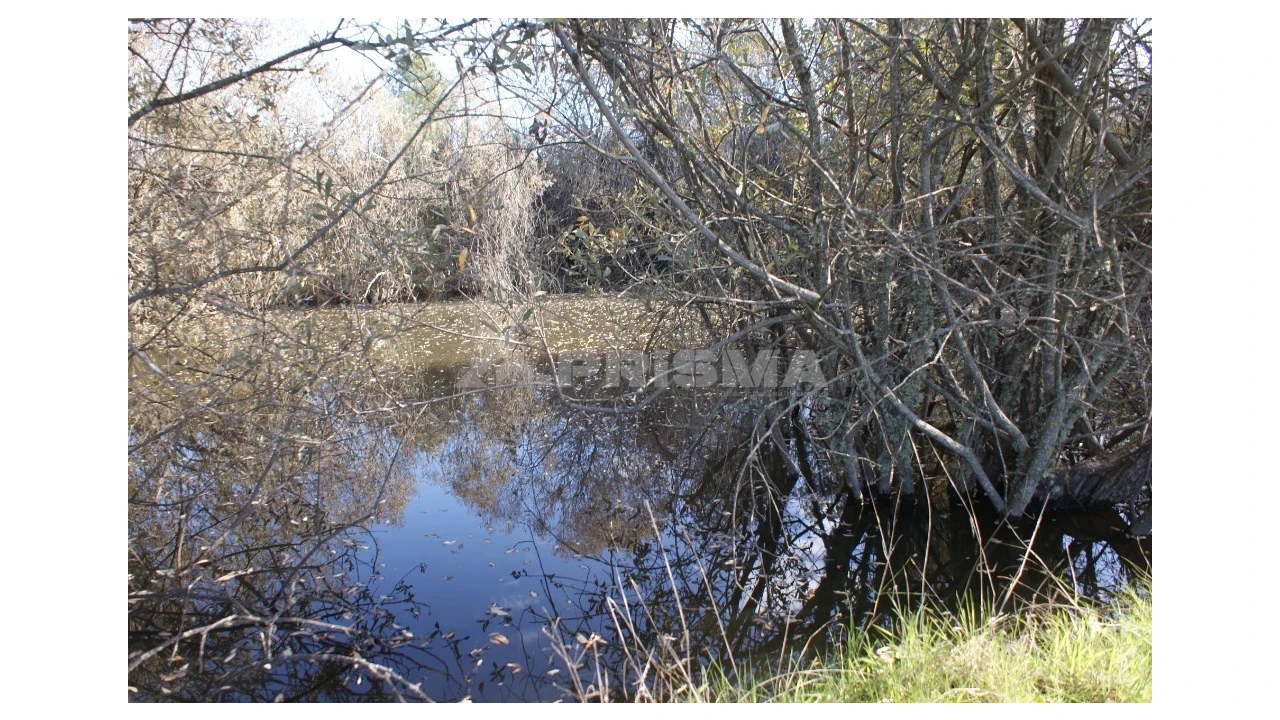 Terreno para Venda em Vale de Prazeres e Mata da Rainha Foto 14