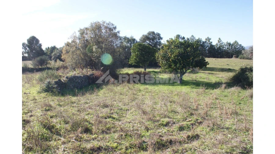 Terreno para Venda em Vale de Prazeres e Mata da Rainha Foto 11
