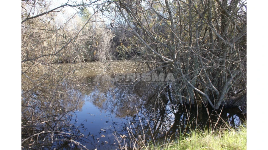 Terreno para Venda em Vale de Prazeres e Mata da Rainha Foto 14