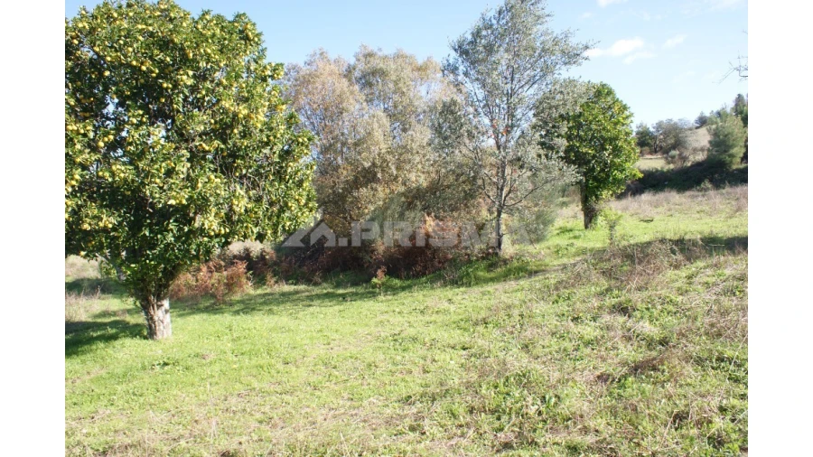 Terreno para Venda em Vale de Prazeres e Mata da Rainha Foto 9
