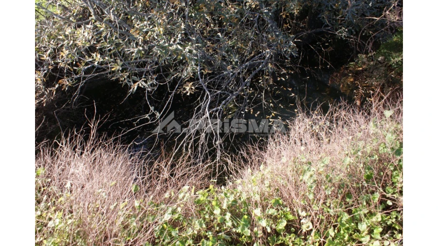 Terreno para Venda em Vale de Prazeres e Mata da Rainha Foto 10