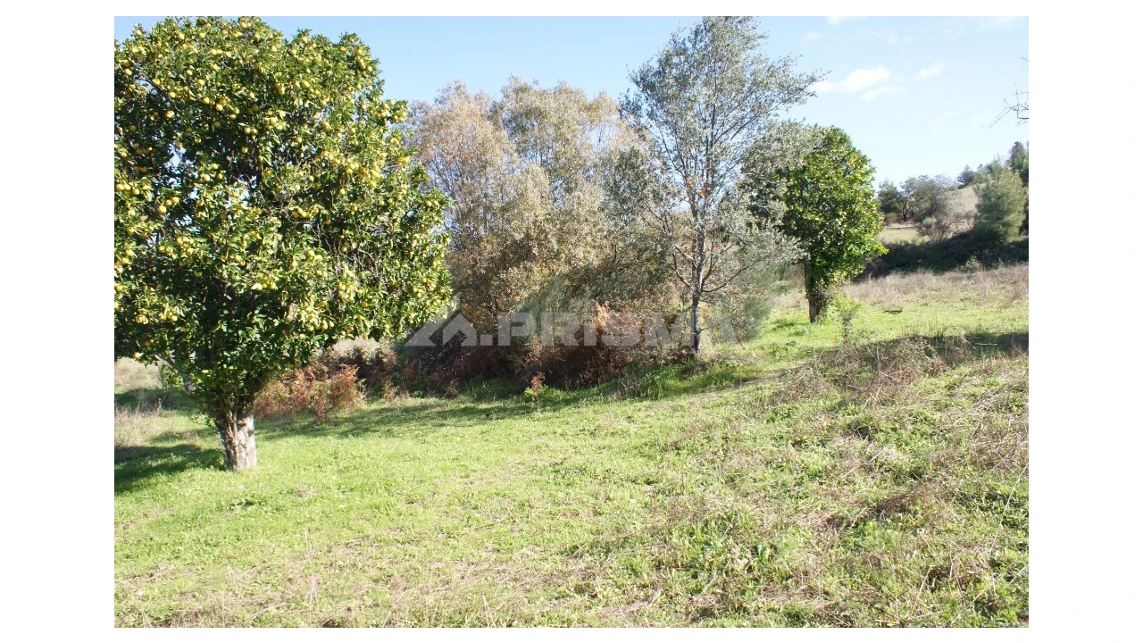Terreno para Venda em Vale de Prazeres e Mata da Rainha Foto 9