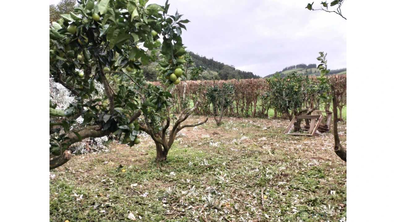 Terreno para Venda em Feteira Foto 7