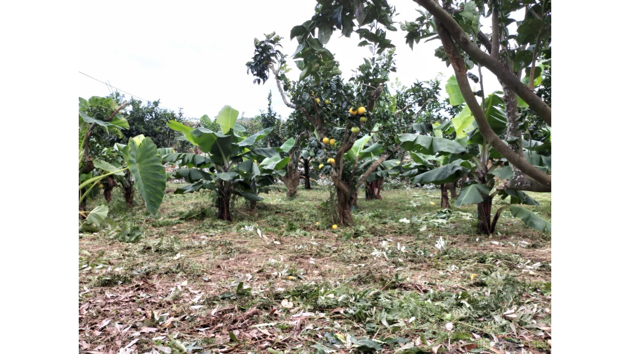 Terreno para Venda em Feteira Foto 5