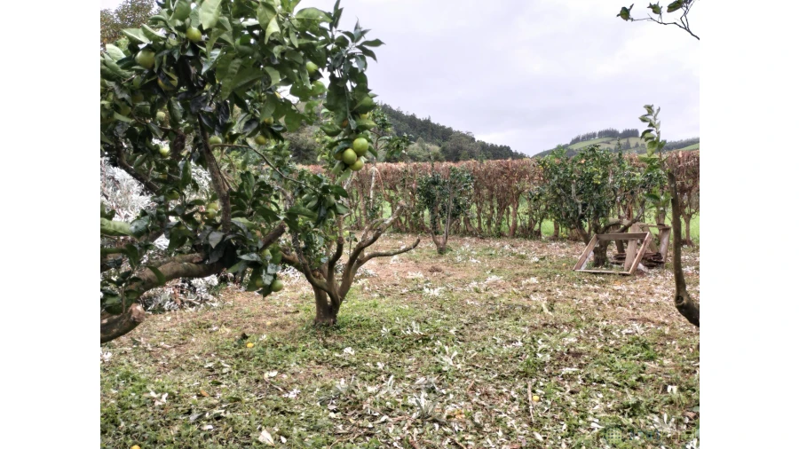 Terreno para Venda em Feteira Foto 7