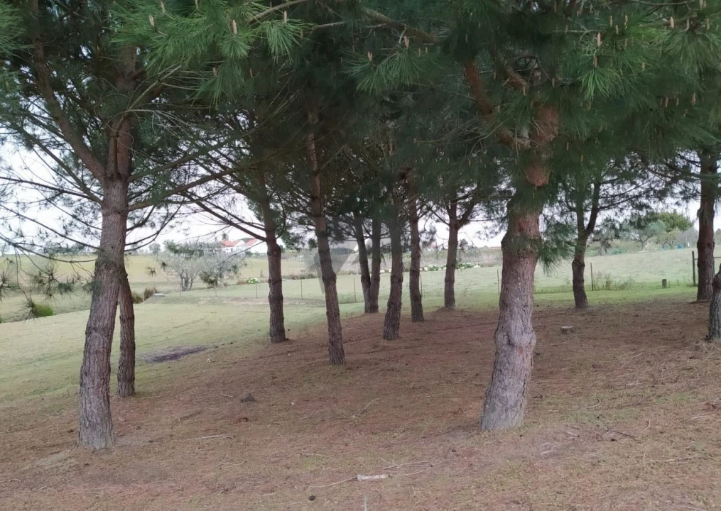 Terreno para Venda em Pegões Foto 10