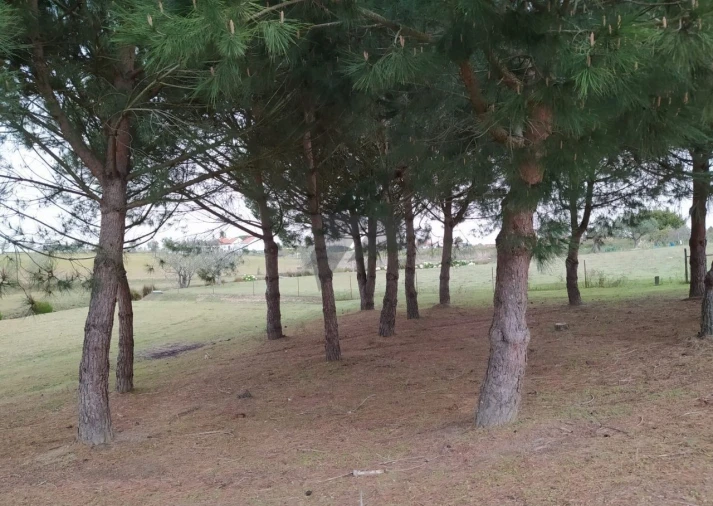 Terreno para Venda em Pegões Foto 10