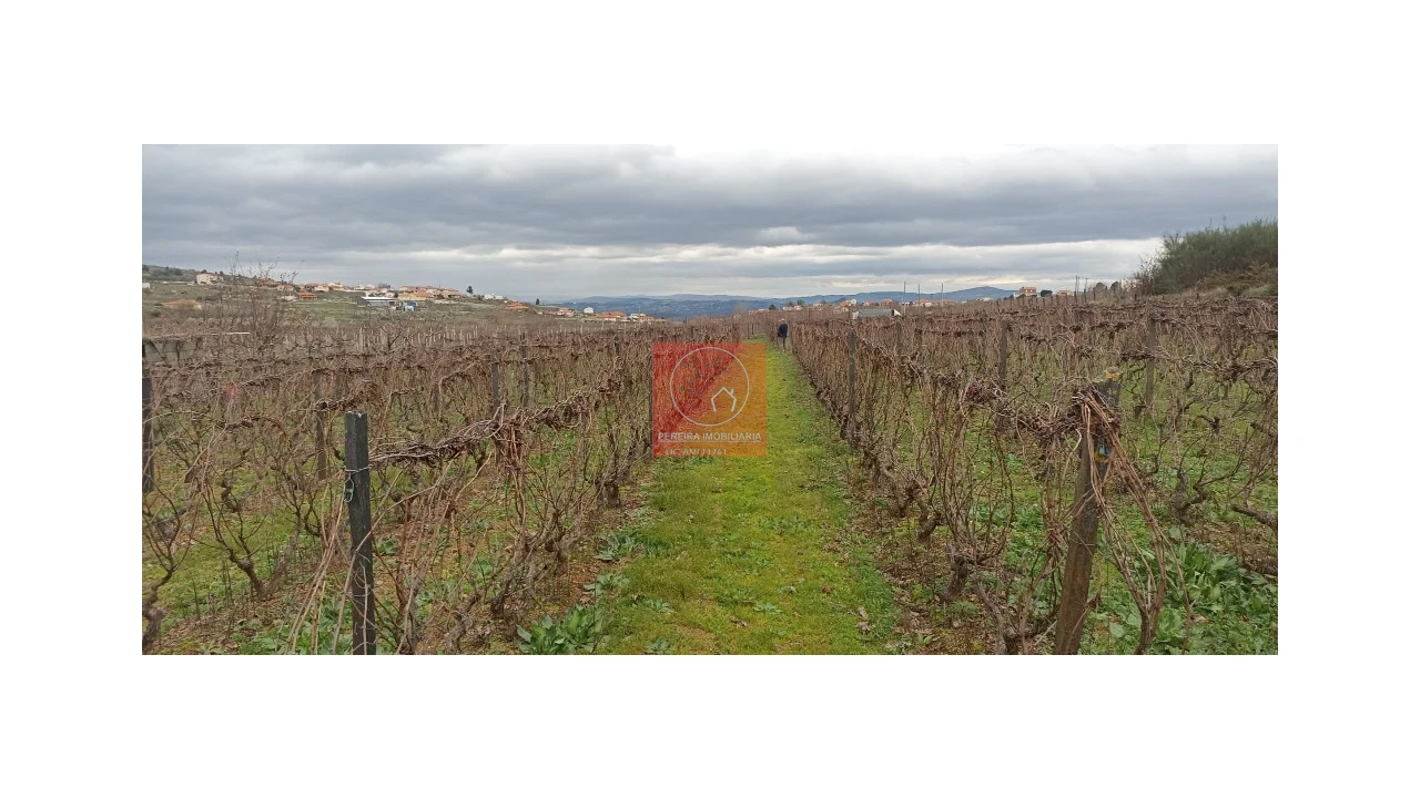 Quinta para Venda em Fontelo Foto 3