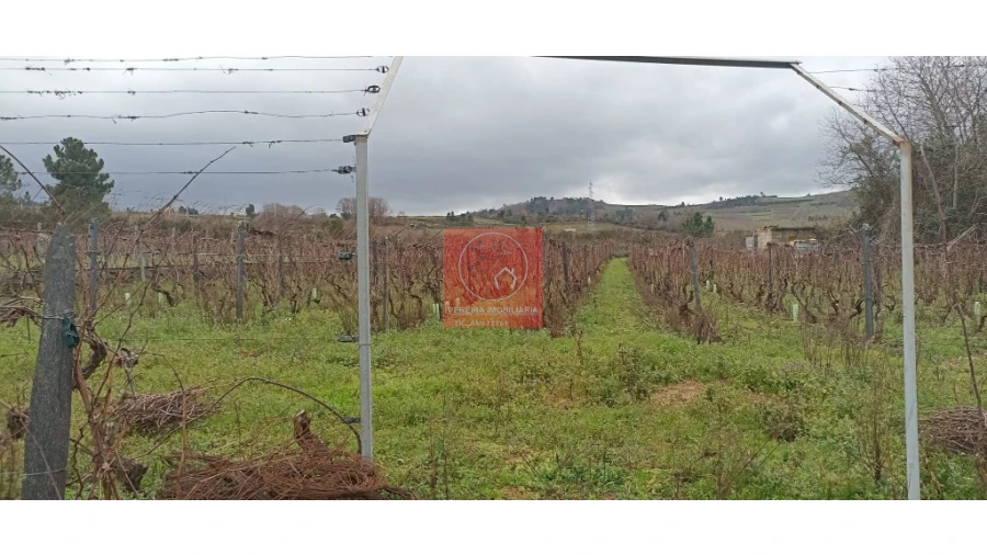 Quinta para Venda em Fontelo