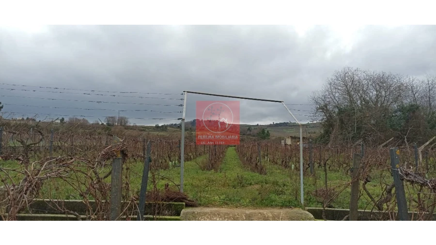 Quinta para Venda em Fontelo Foto 2