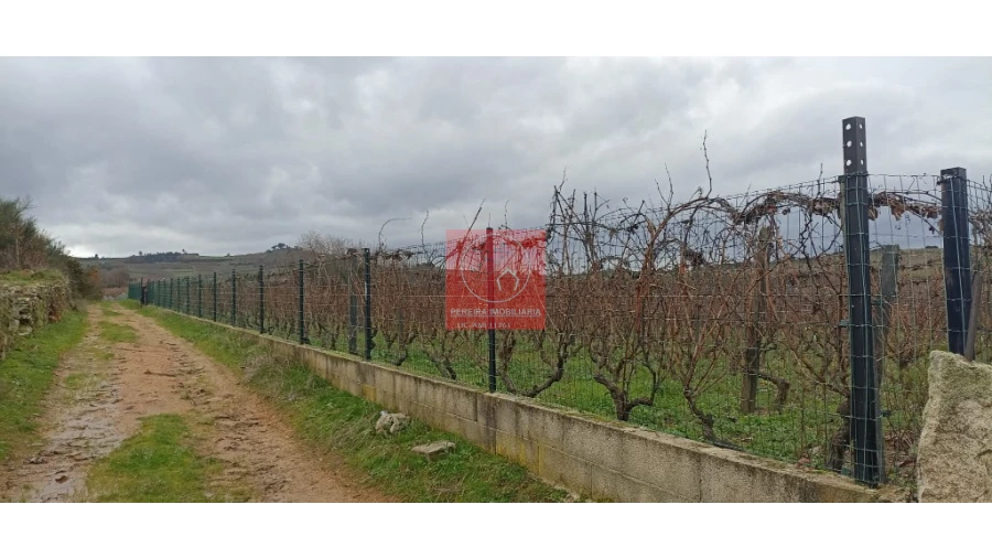 Quinta para Venda em Fontelo Foto 5