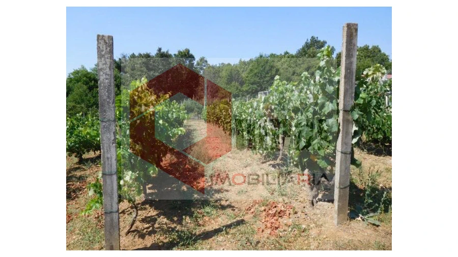 Quinta T3 para Venda em Sabugal e Aldeia de Santo António Foto 15