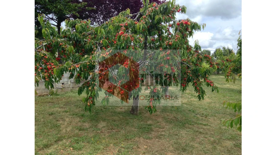 Quinta T3 para Venda em Sabugal e Aldeia de Santo António Foto 9