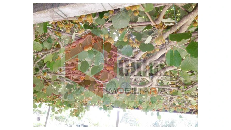 Quinta T3 para Venda em Sabugal e Aldeia de Santo António Foto 14