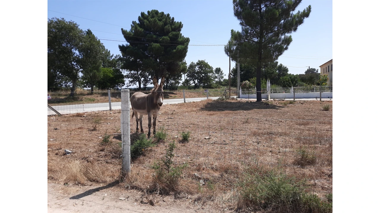 Terreno para Venda em Sabugal e Aldeia de Santo António Foto 3