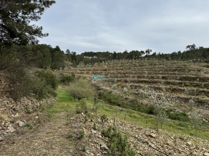 Terreno para Venda em São Martinho de Antas e Paradela de Guiães Foto 27