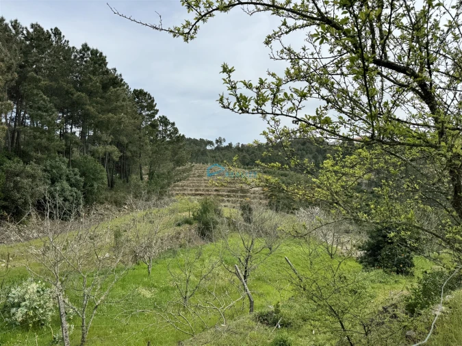 Terreno para Venda em São Martinho de Antas e Paradela de Guiães Foto 12