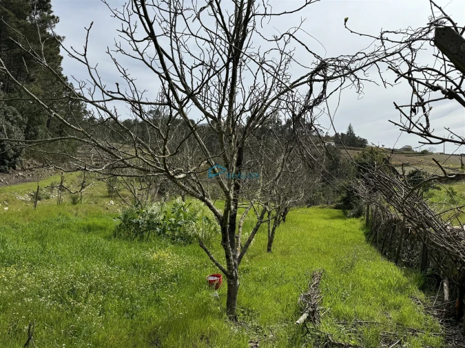 Terreno para Venda em São Martinho de Antas e Paradela de Guiães Foto 19