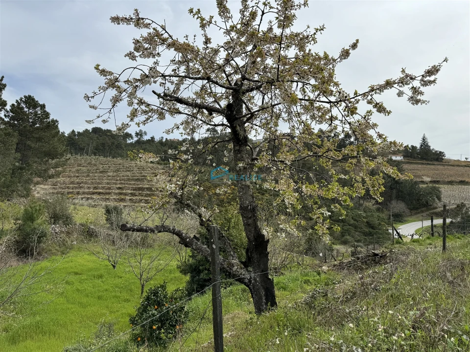 Terreno para Venda em São Martinho de Antas e Paradela de Guiães Foto 15