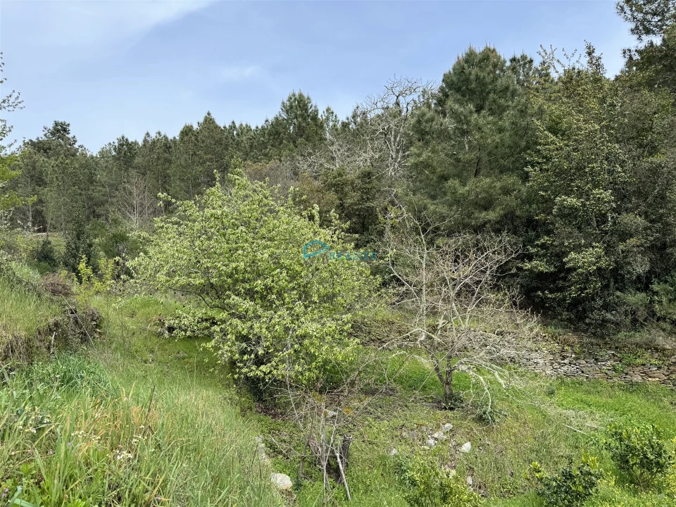 Terreno para Venda em São Martinho de Antas e Paradela de Guiães Foto 9