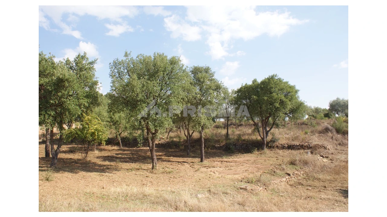 Quinta para Venda em Vale de Prazeres e Mata da Rainha Foto 34