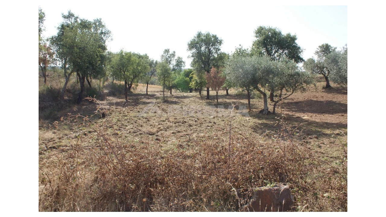 Quinta para Venda em Vale de Prazeres e Mata da Rainha Foto 23