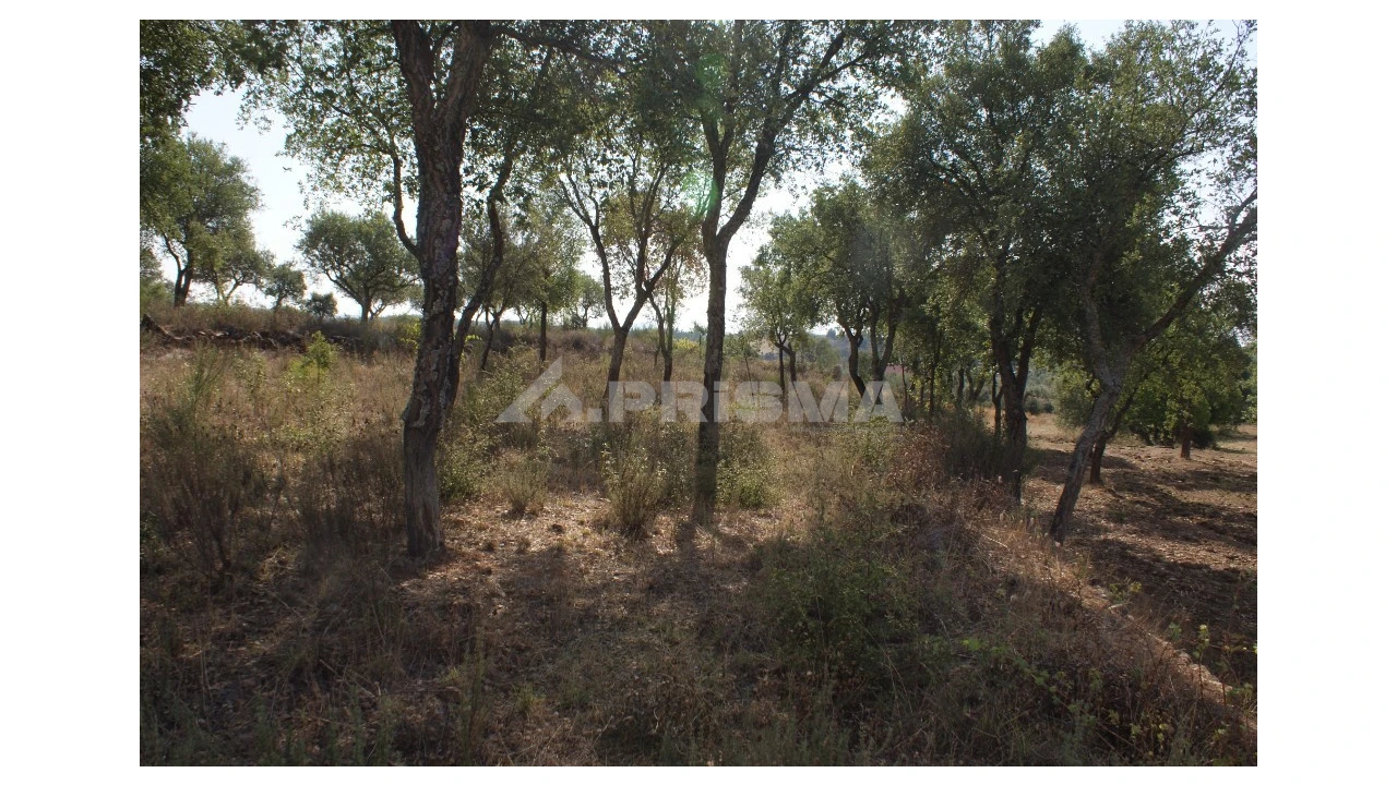 Quinta para Venda em Vale de Prazeres e Mata da Rainha Foto 25