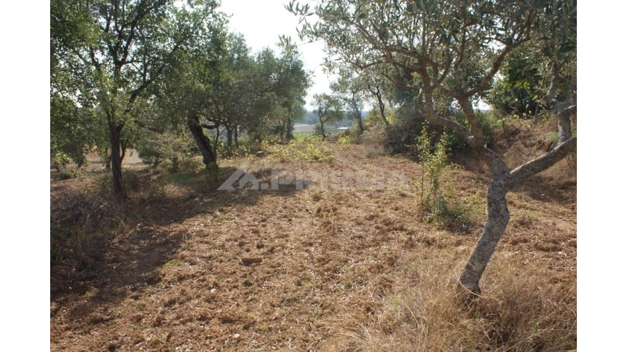 Quinta para Venda em Vale de Prazeres e Mata da Rainha Foto 21