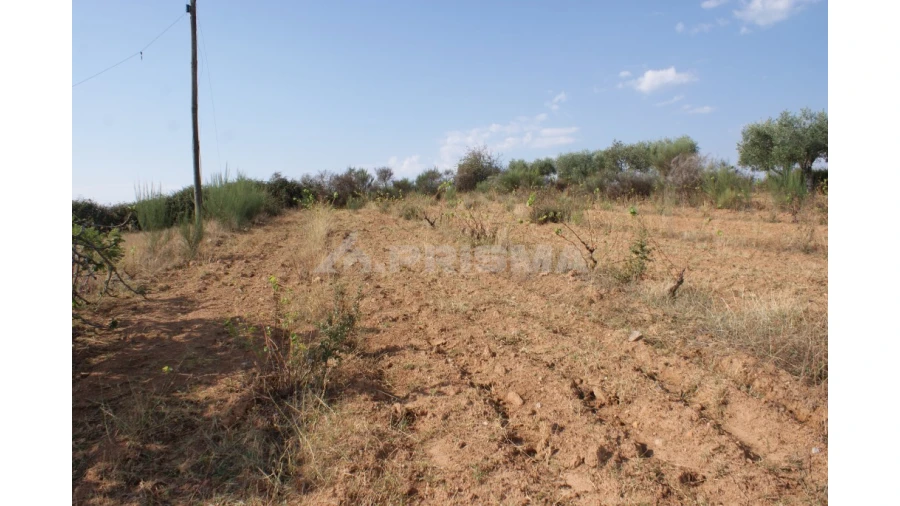 Quinta para Venda em Vale de Prazeres e Mata da Rainha Foto 16