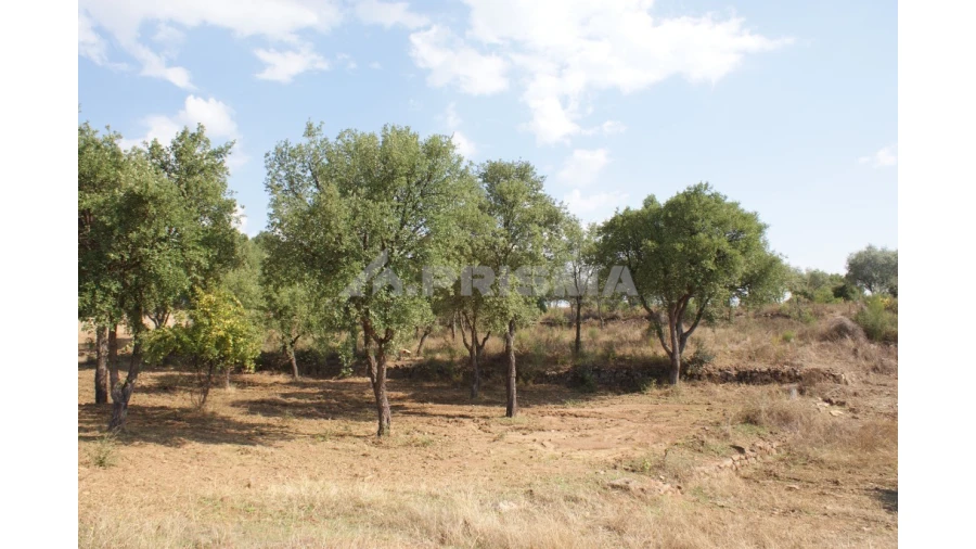 Quinta para Venda em Vale de Prazeres e Mata da Rainha Foto 34