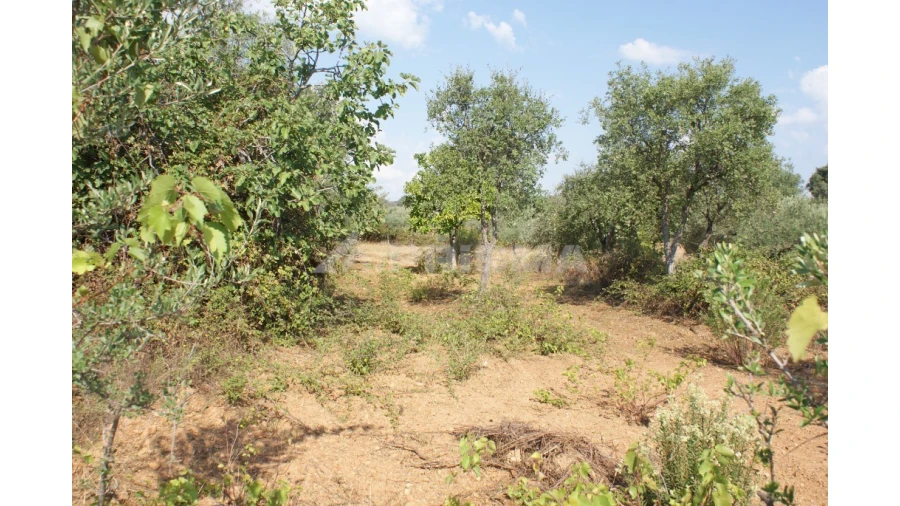 Quinta para Venda em Vale de Prazeres e Mata da Rainha Foto 36