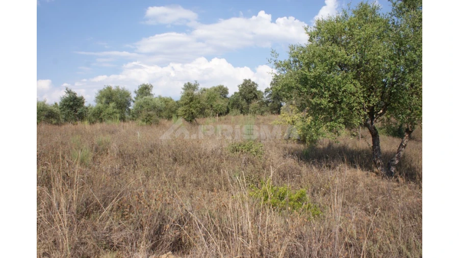 Quinta para Venda em Vale de Prazeres e Mata da Rainha Foto 31