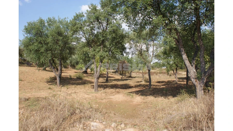 Quinta para Venda em Vale de Prazeres e Mata da Rainha Foto 32